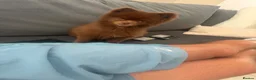 Pomeranian dogs for stud: 🐾 Chocolate Pomeranian Stud – “Diddy” 🐾 - Advert 7