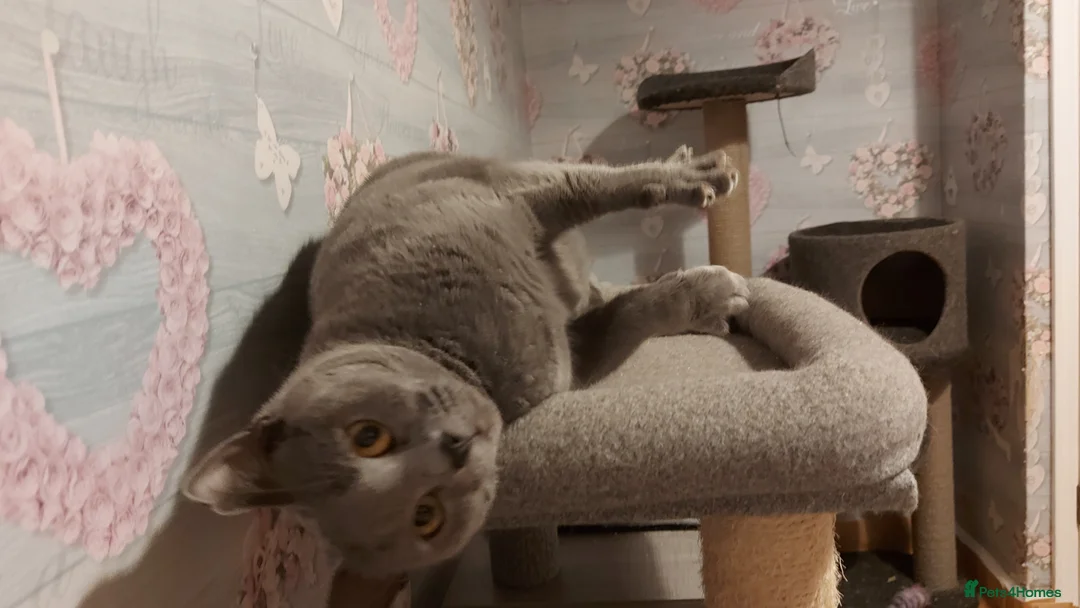 Chartreux cats for sale: Chartreux female  - Advert 4