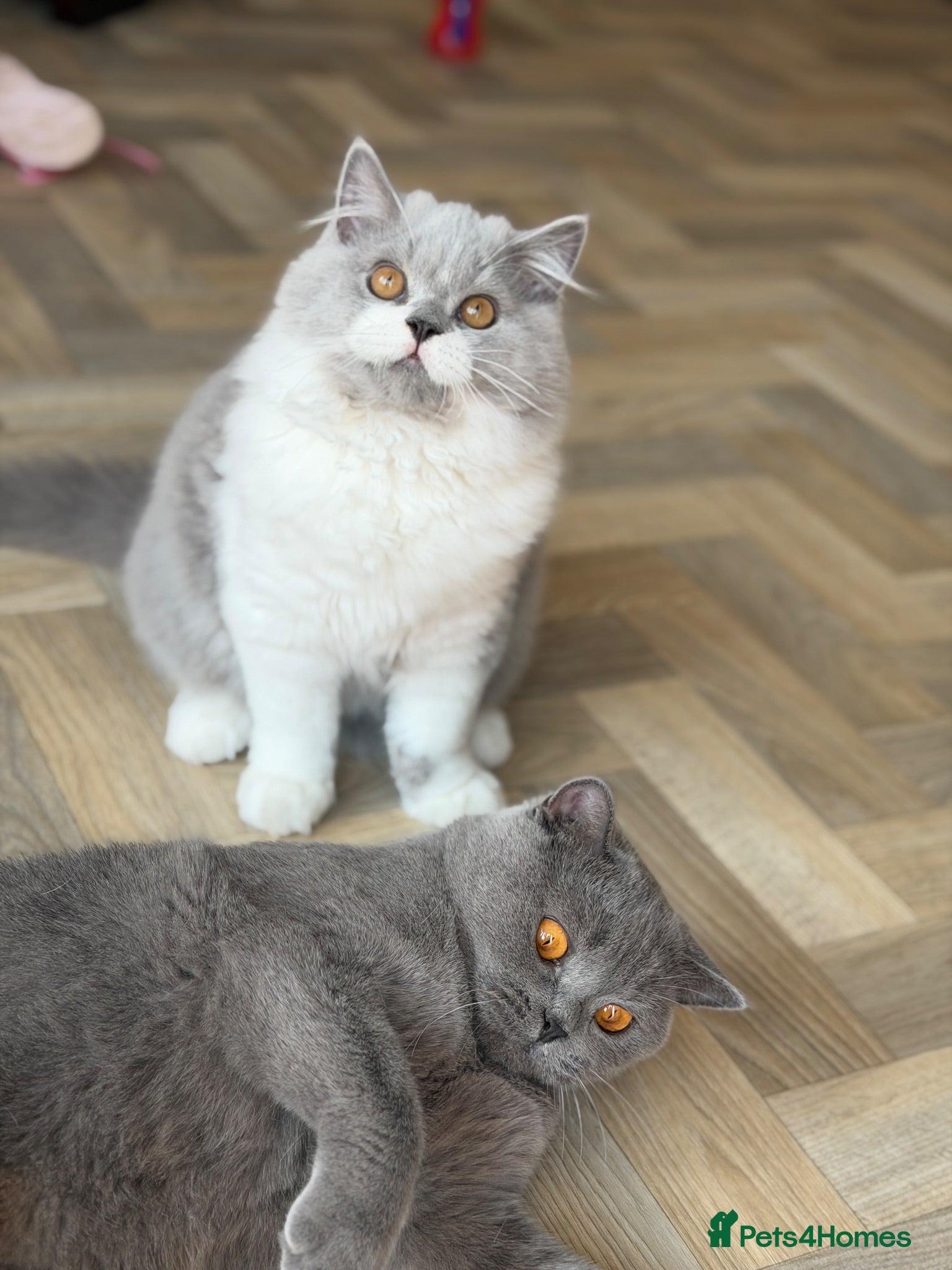 British Longhair cats Gorgeous British Longhair Boy - Advert 1