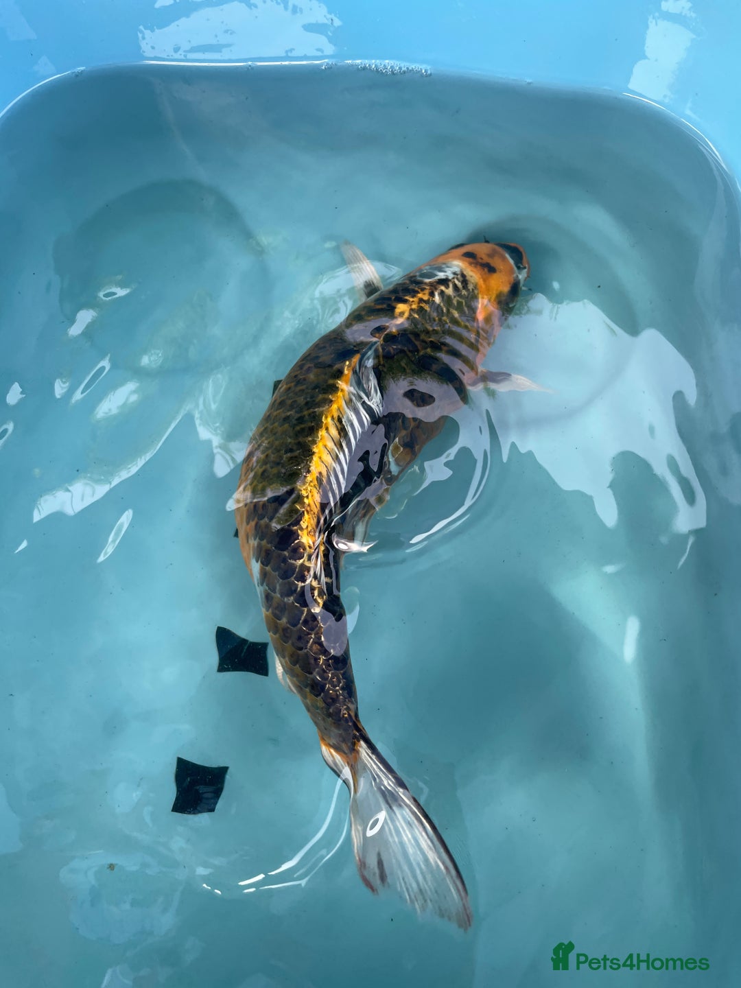Koi Carp fish for sale: Koi Carp - Image 2