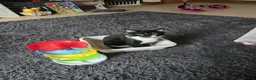 Mixed Breed cats for sale: Max is A Black and white cat  - Advert 2