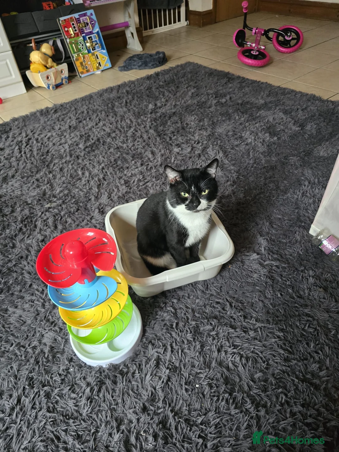 Mixed Breed cats for sale: Max is A Black and white cat  - Advert 2