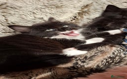 Ragdoll cats for sale: 3 Male Kittens Ragdoll X Turkish Angora  - Image 10