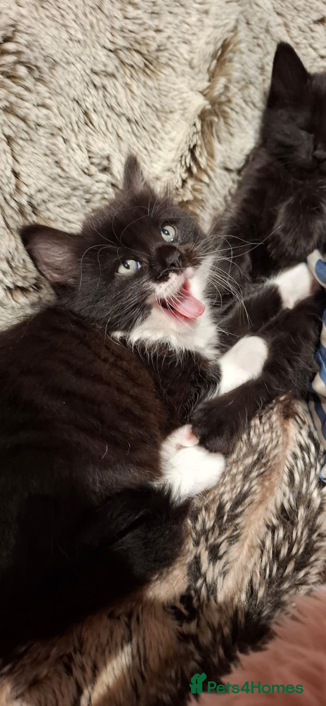 Ragdoll cats for sale: 3 Male Kittens Ragdoll X Turkish Angora  - Image 10