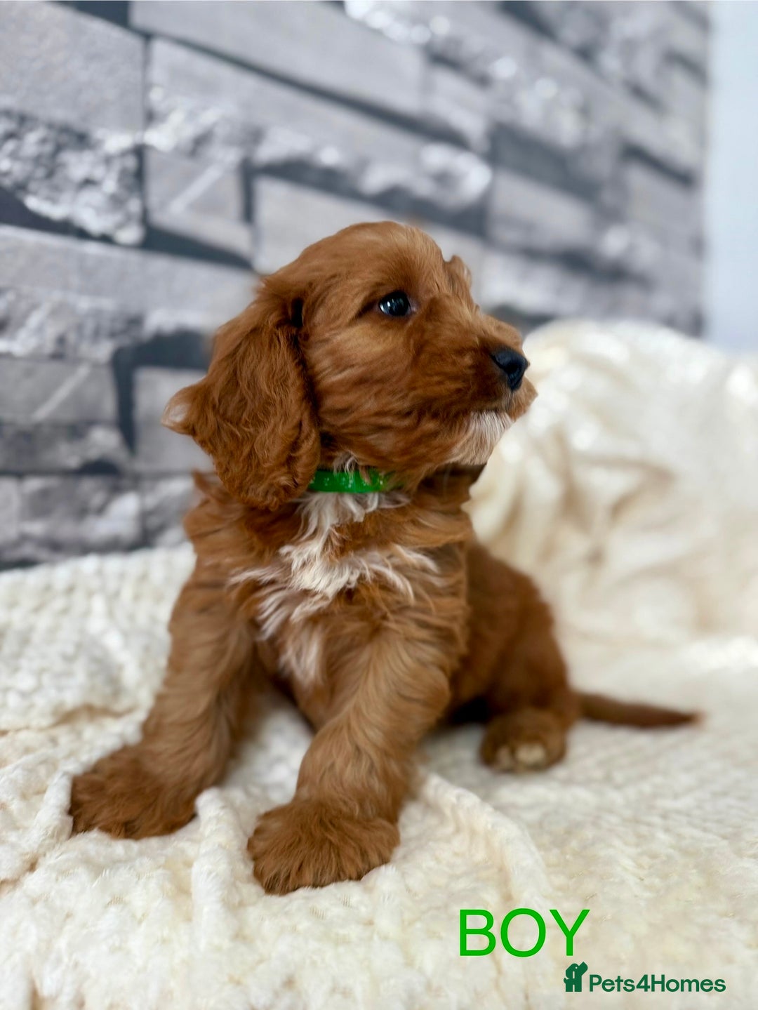 Cockapoo dogs for sale: STUNNING F1 FOX RED COCKERPOO PUPPIES - Image 9