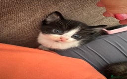 Domestic Shorthair cats for sale: 4 kittens  - Image 2