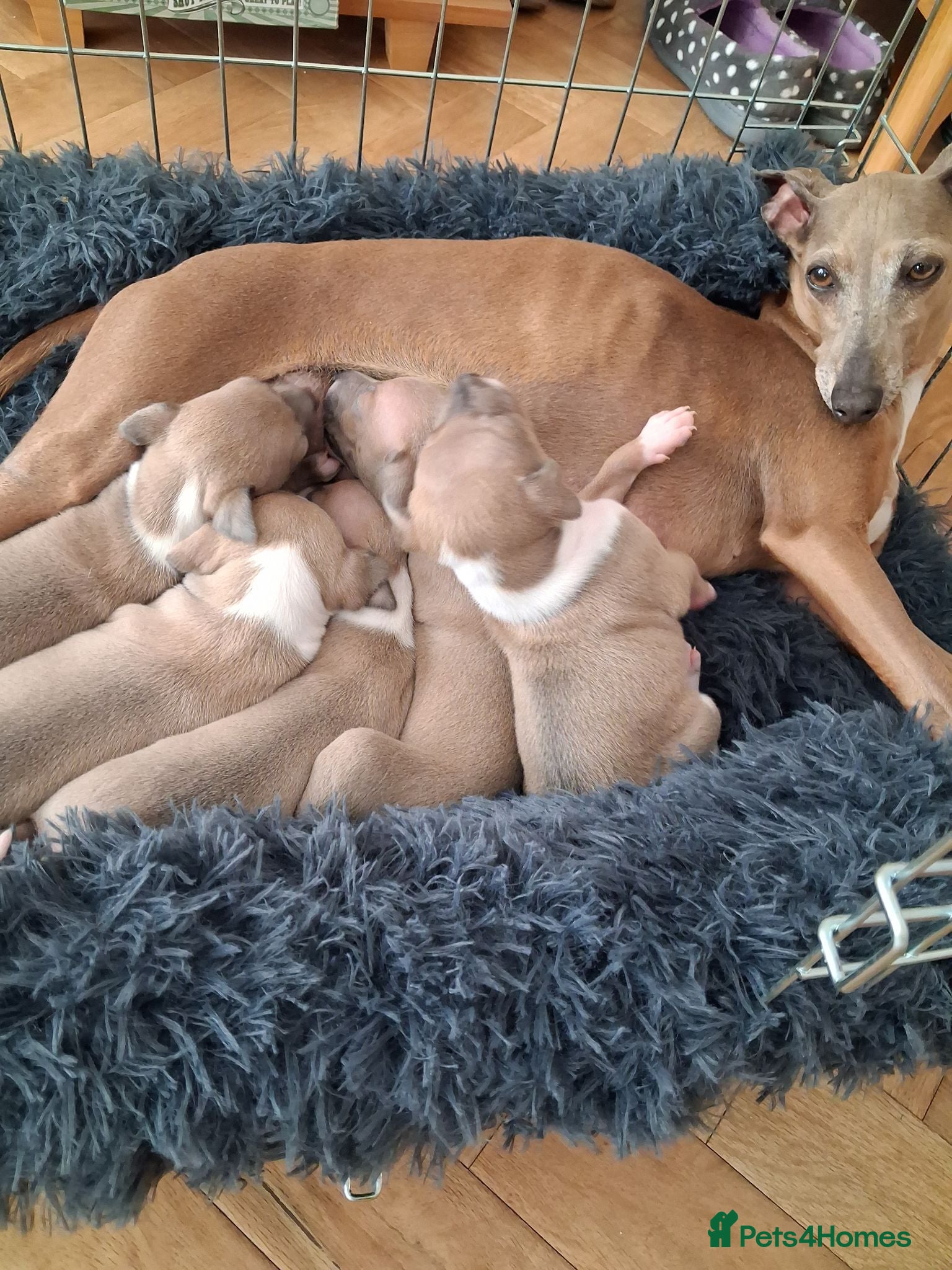 Italian Greyhound dogs KC Registered Italian Dog Puppy for sale - Advert 6