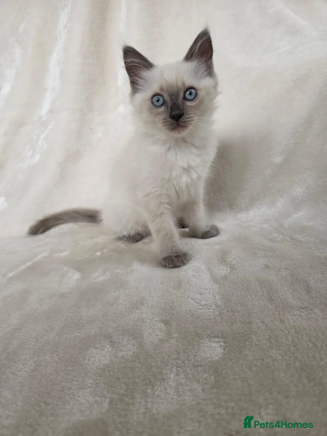 Ragdoll cats for sale: Gorgeous Ragdoll Boy Kittens - Advert 1