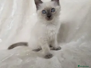 Ragdoll cats Gorgeous Ragdoll Boy Kittens - Advert 1