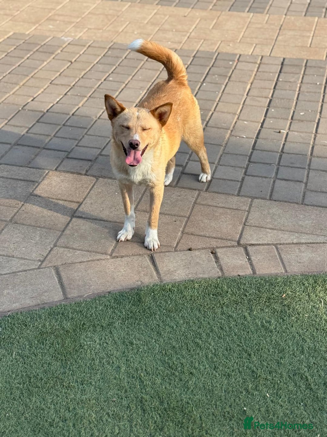 Mixed Breed dogs for adoption: Gorgeous Bill ready for his home - Advert 12