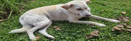 Mixed Breed dogs for adoption: 🐾Dino Adorable Puppy Labrador/German Shepherd - Advert 4