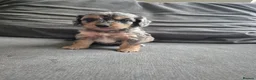 Cockapoo dogs for sale: F1 Cockapoo babies - ready start july   - Advert 4