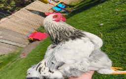 Chickens poultry for sale: 7 Chickens and young chickens for sale  - Image 4