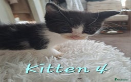 Mixed Breed cats for sale: 4 Stunning kittens for sale - Image 19