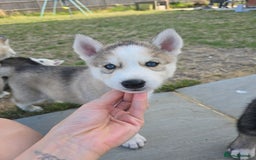 Siberian Husky dogs for sale: Stunning Pure siberian husky pups - Image 9