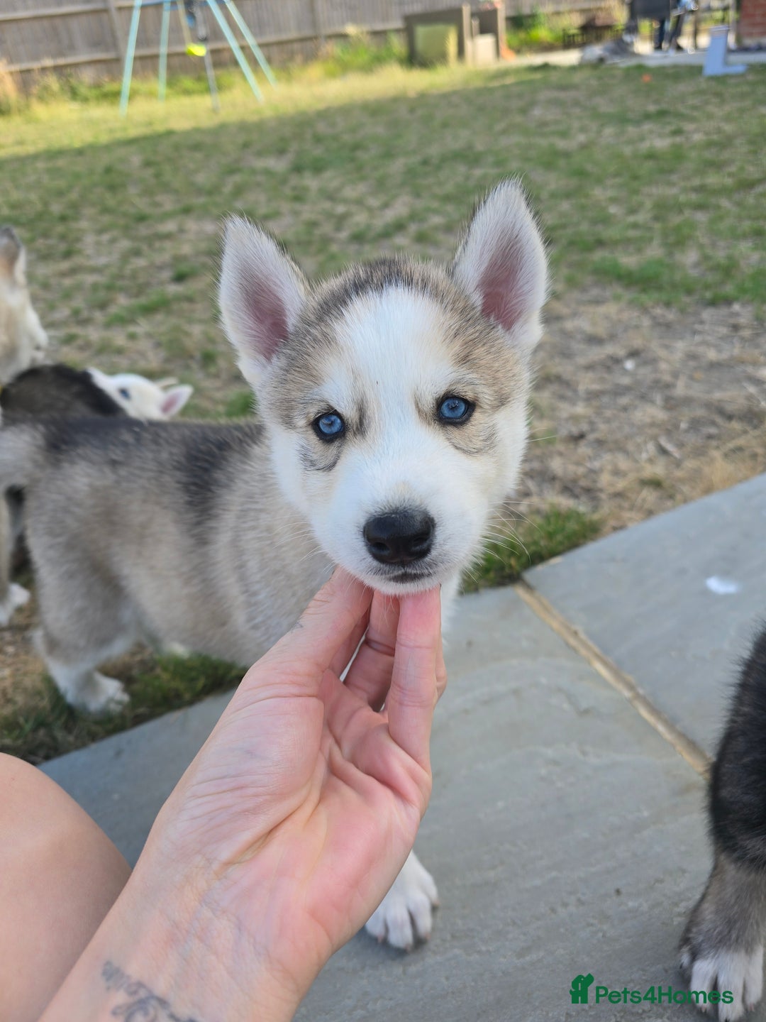 Siberian Husky dogs for sale: Stunning Pure siberian husky pups - Image 9