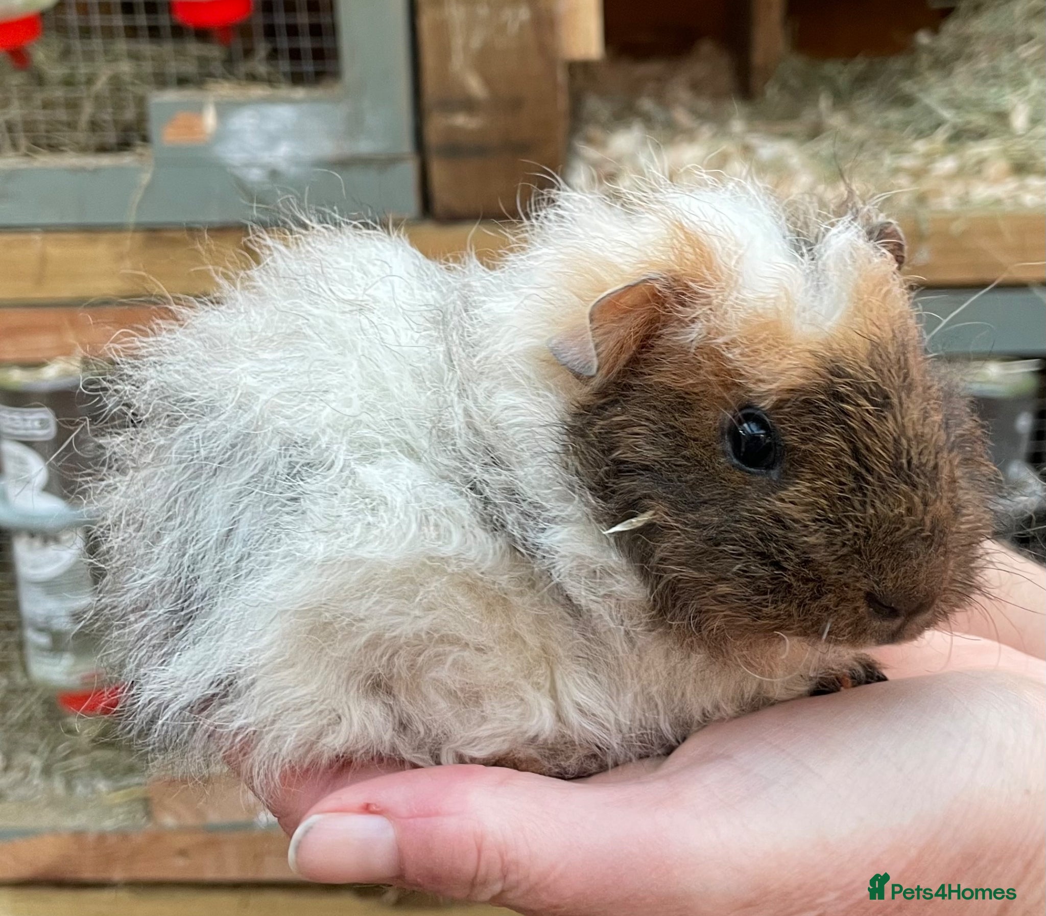 Guinea Pig rodents Baby Teddy Guinea Pigs  - Advert 22