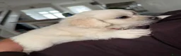 Bichon Frise dogs for sale: Bichon frise  in Ipswich - Advert 7