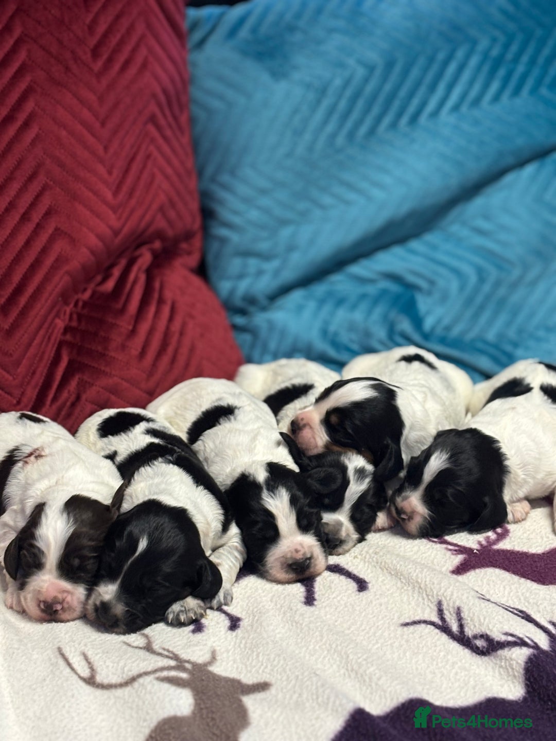 Cocker Spaniel dogs for sale: Gorgeous Blue Roan Cocker Spaniel Puppies  - Image 5