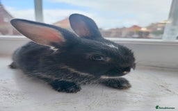 Dwarf Lop rabbits for sale: A cute little rabbit - Image 10