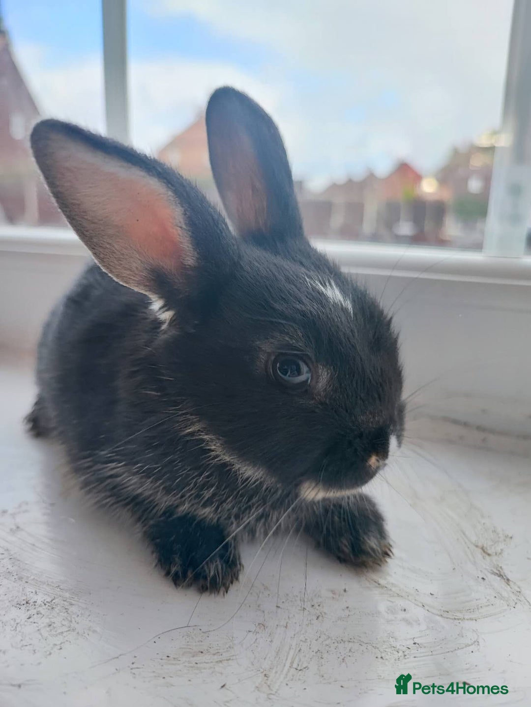 Dwarf Lop rabbits for sale: A cute little rabbit - Image 10