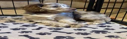 Cockapoo dogs for sale: Beautiful litter of f1b cockapoo girls - Advert 7