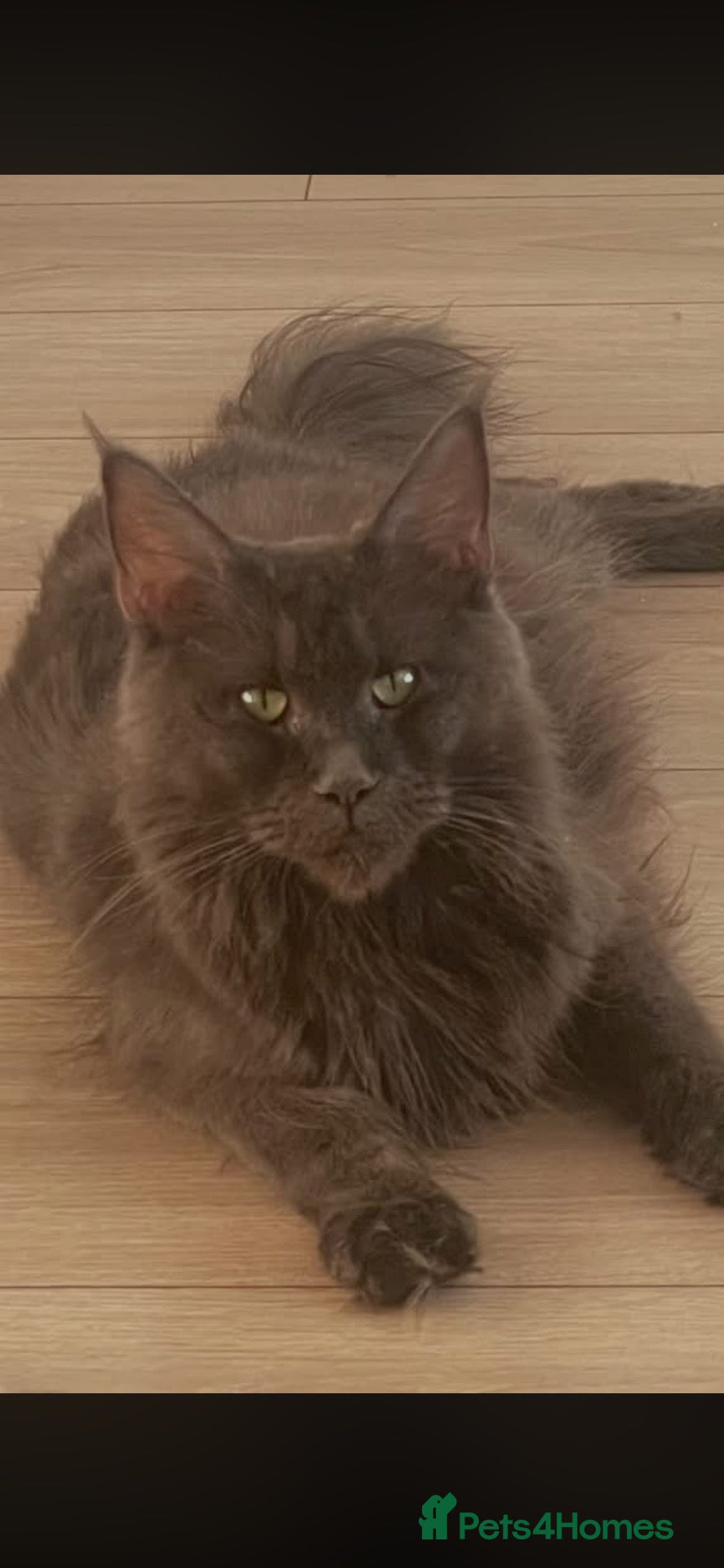 Maine Coon cats 7 GCCF registered Maine coon boys. - Advert 2