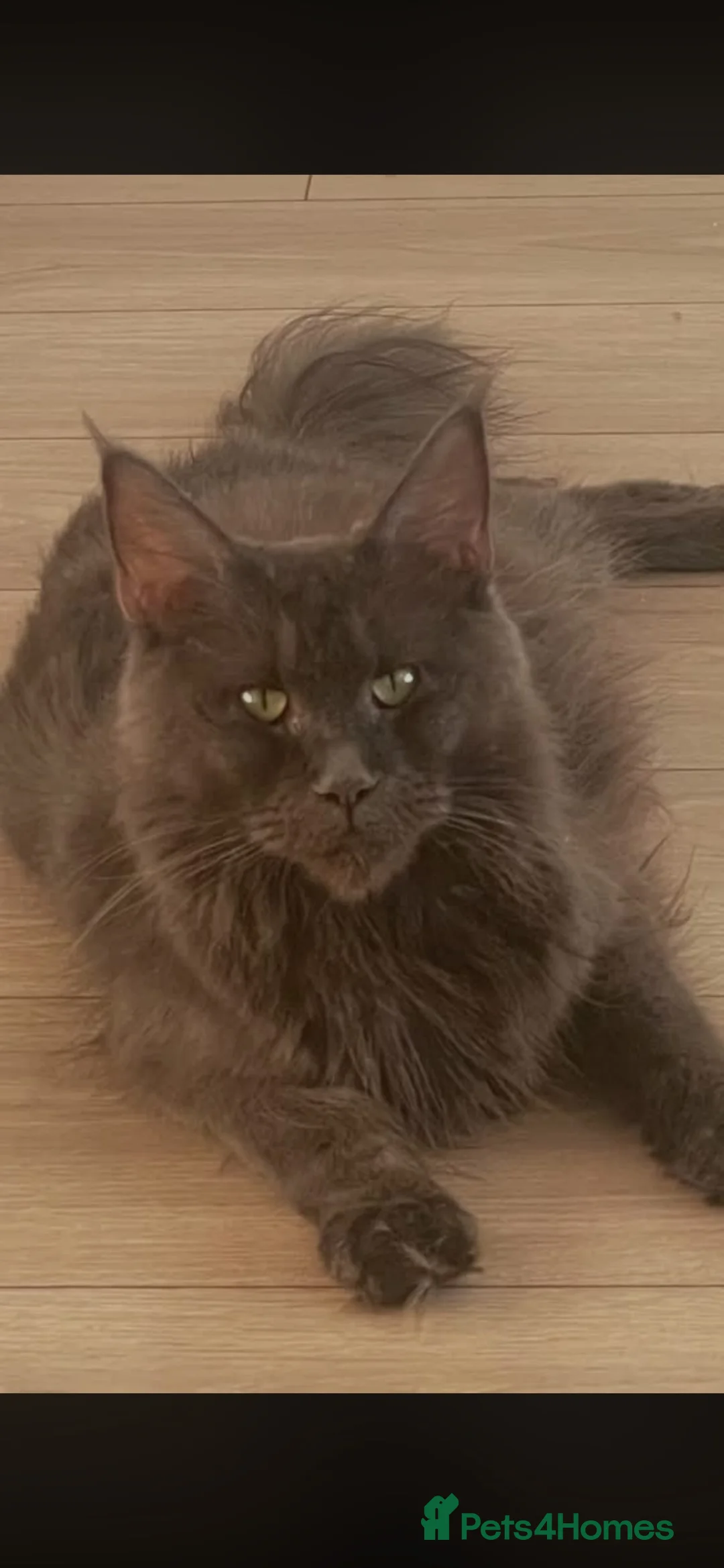 Maine Coon cats for sale: 7 GCCF registered Maine coon boys. - Advert 2