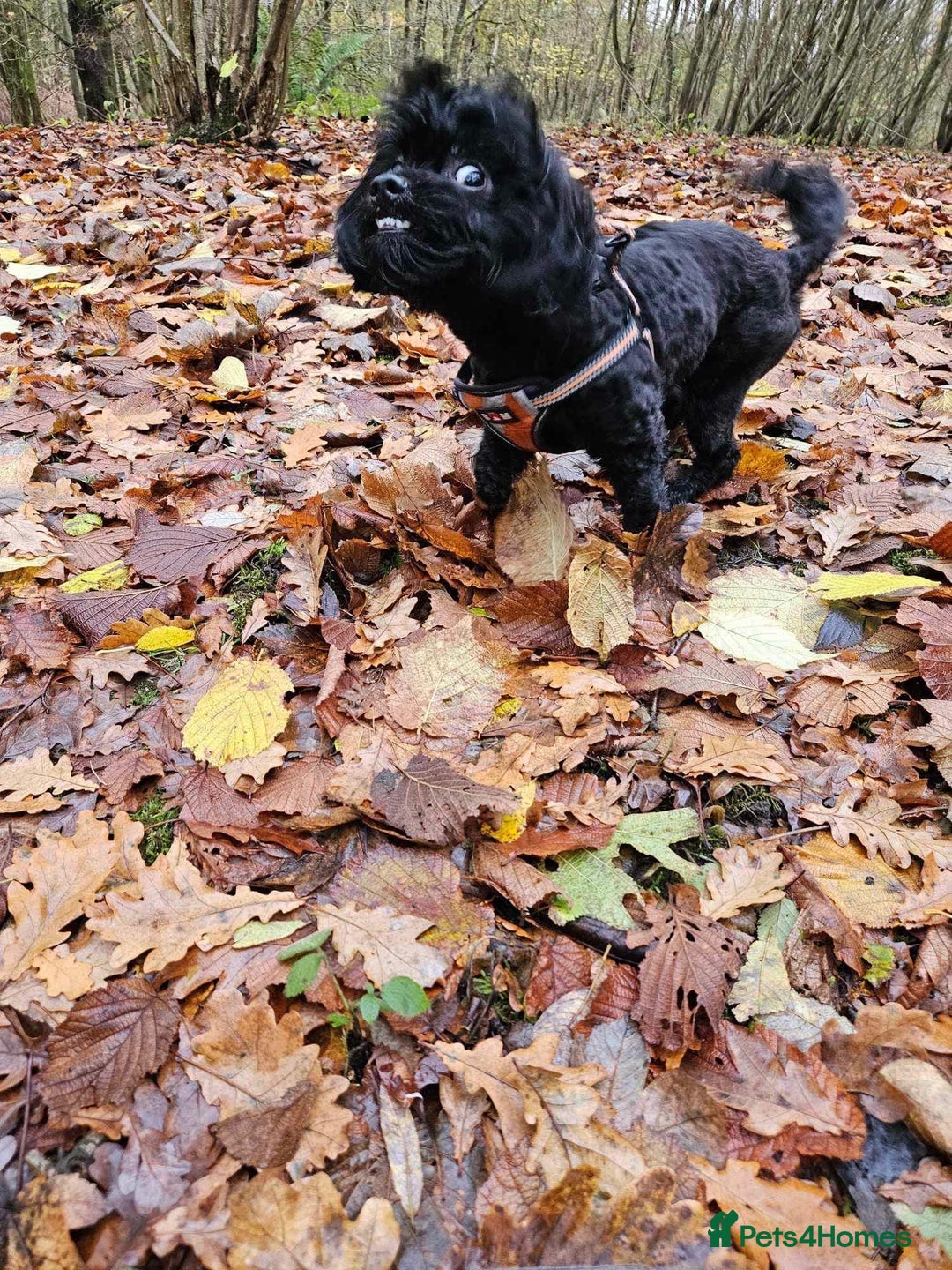 Shihpoo dogs for sale: Waffle doggie - Image 3