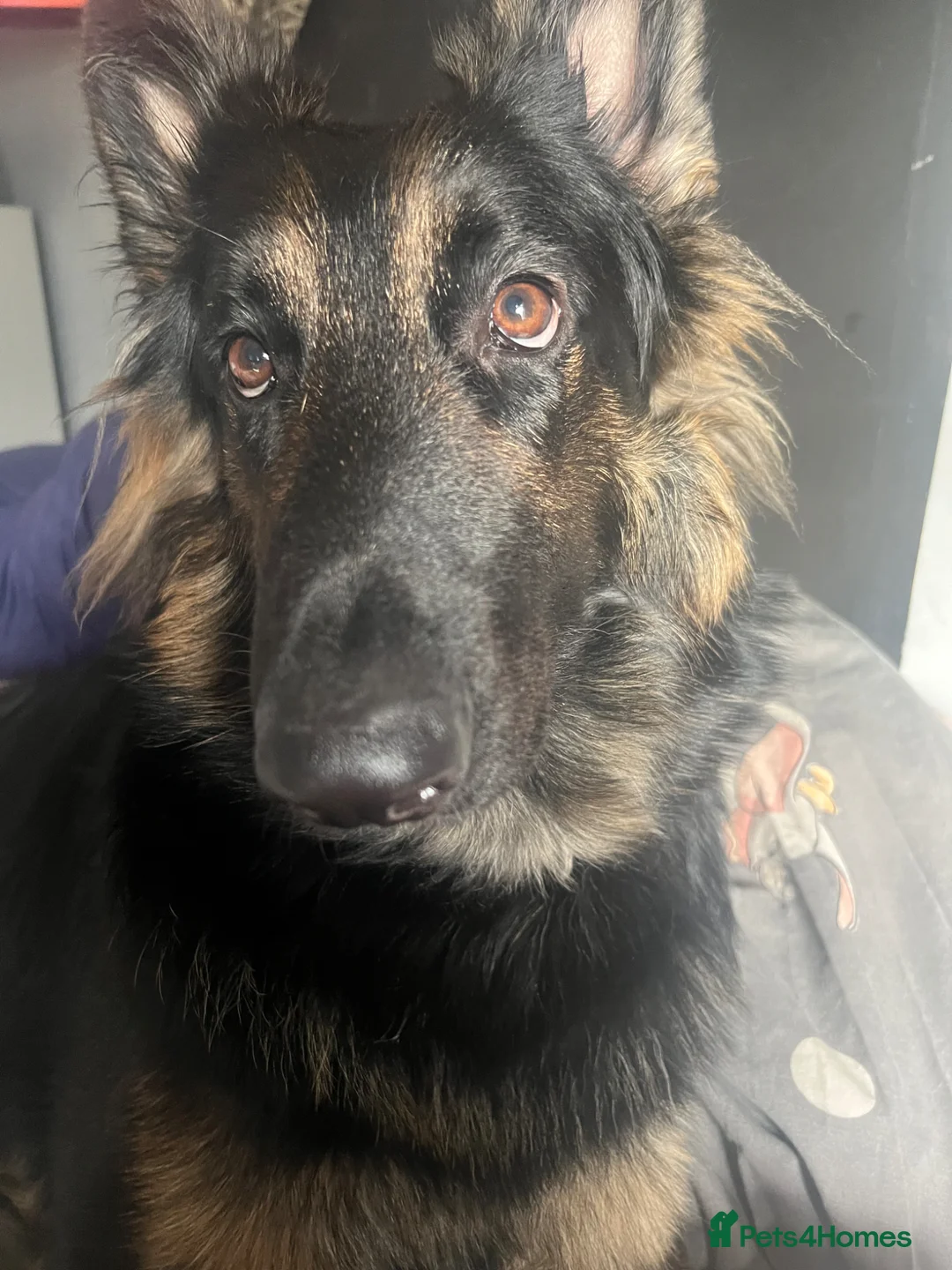 German Shepherd dogs for sale: Bonnie  in Huddersfield - Advert 2