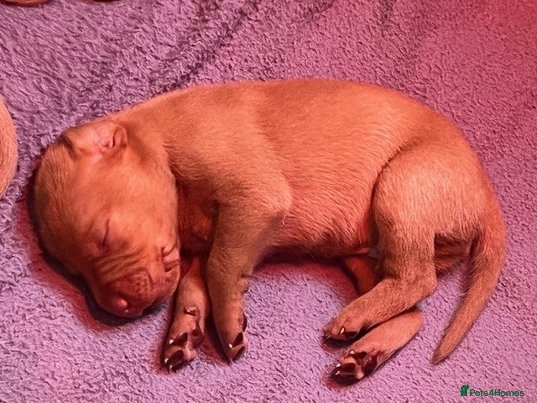 Hungarian Vizsla dogs for sale: Wonderful puppies from mum with 0/0 hip score.  - Image 4
