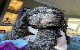 Cockapoo dogs for sale: Beautiful Thick coated Fluffy F1 Toy Cockapoo pups - Advert 6