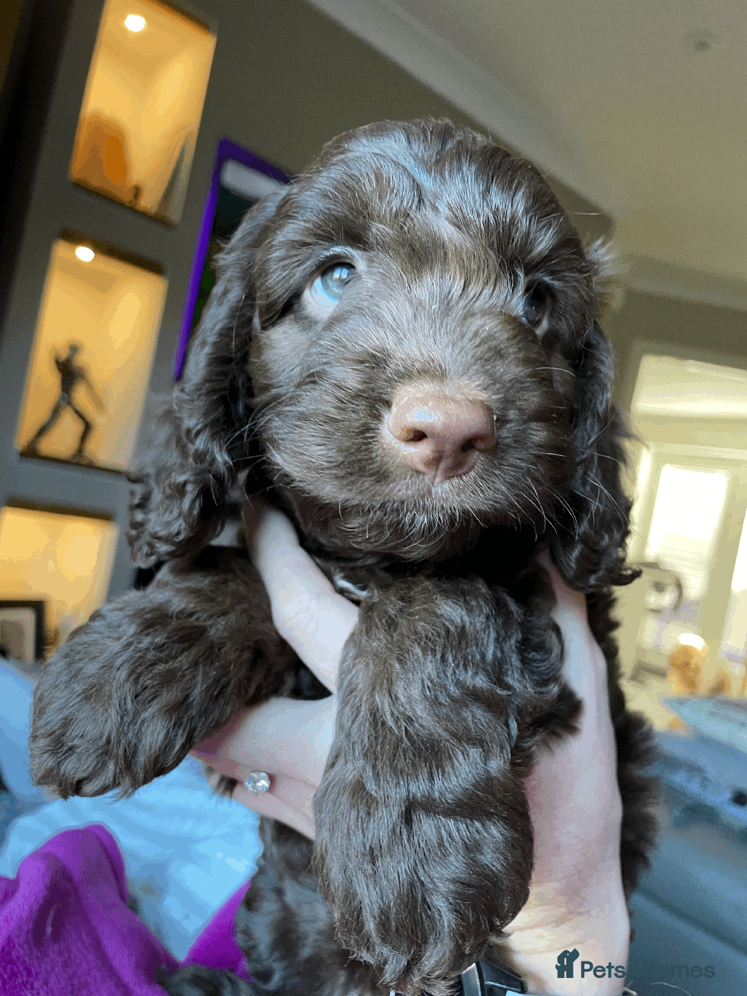 Cockapoo dogs for sale: Beautiful Thick coated Fluffy F1 Toy Cockapoo pups - Advert 6