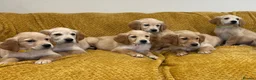 Golden Retriever dogs for sale: Quality litter of KC reg Golden Retriever puppies - Advert 23