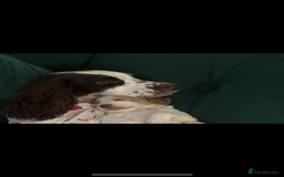 Cocker Spaniel dogs for sale: 5 beautiful working cocker spaniels 3 boys 2 girls - Image 8