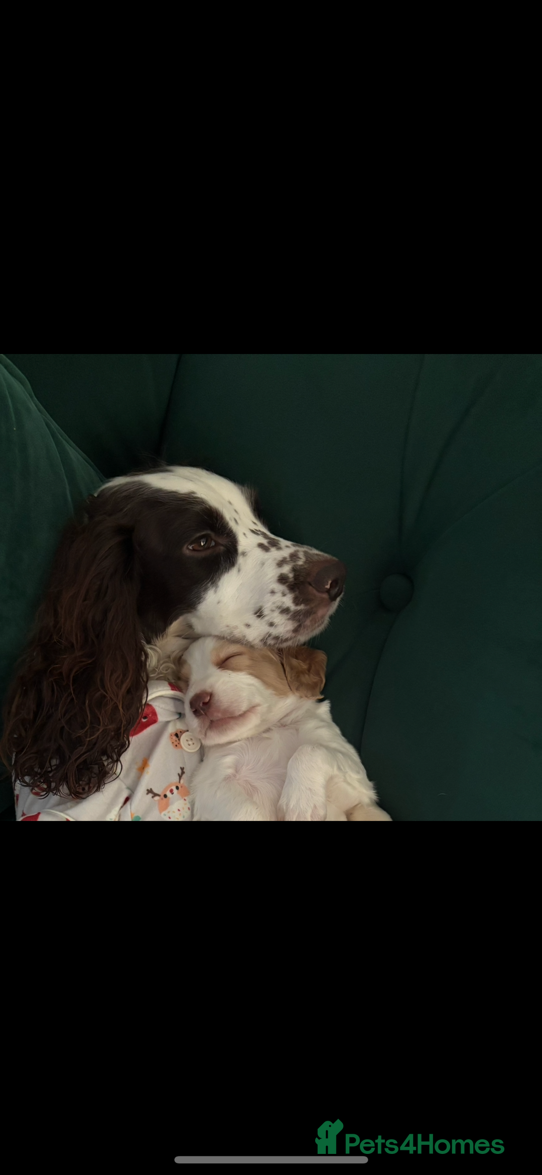 Cocker Spaniel dogs for sale: 5 beautiful working cocker spaniels 3 boys 2 girls - Image 8
