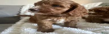 Cavapoo 2