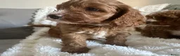 Cavapoo dogs for sale: Stunning  health tested Cavapoo puppies  - Advert 11
