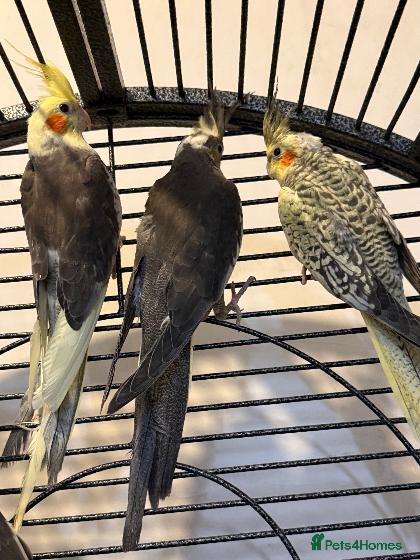 Cockatiels birds 4 Month Old Baby Cockatiels  - Advert 1