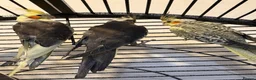 Cockatiels birds for sale: 4 Month Old Baby Cockatiels  - Advert 1