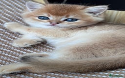 British Shorthair cats for sale: GCCF BSH BOY AND GIRL LEFT GOLDEN BLACK TIPPED  - Advert 26