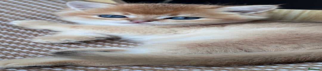 British Shorthair Kitten 1