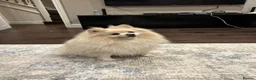 Pomeranian dogs for stud: Premium white Pomeranian stud - Advert 3