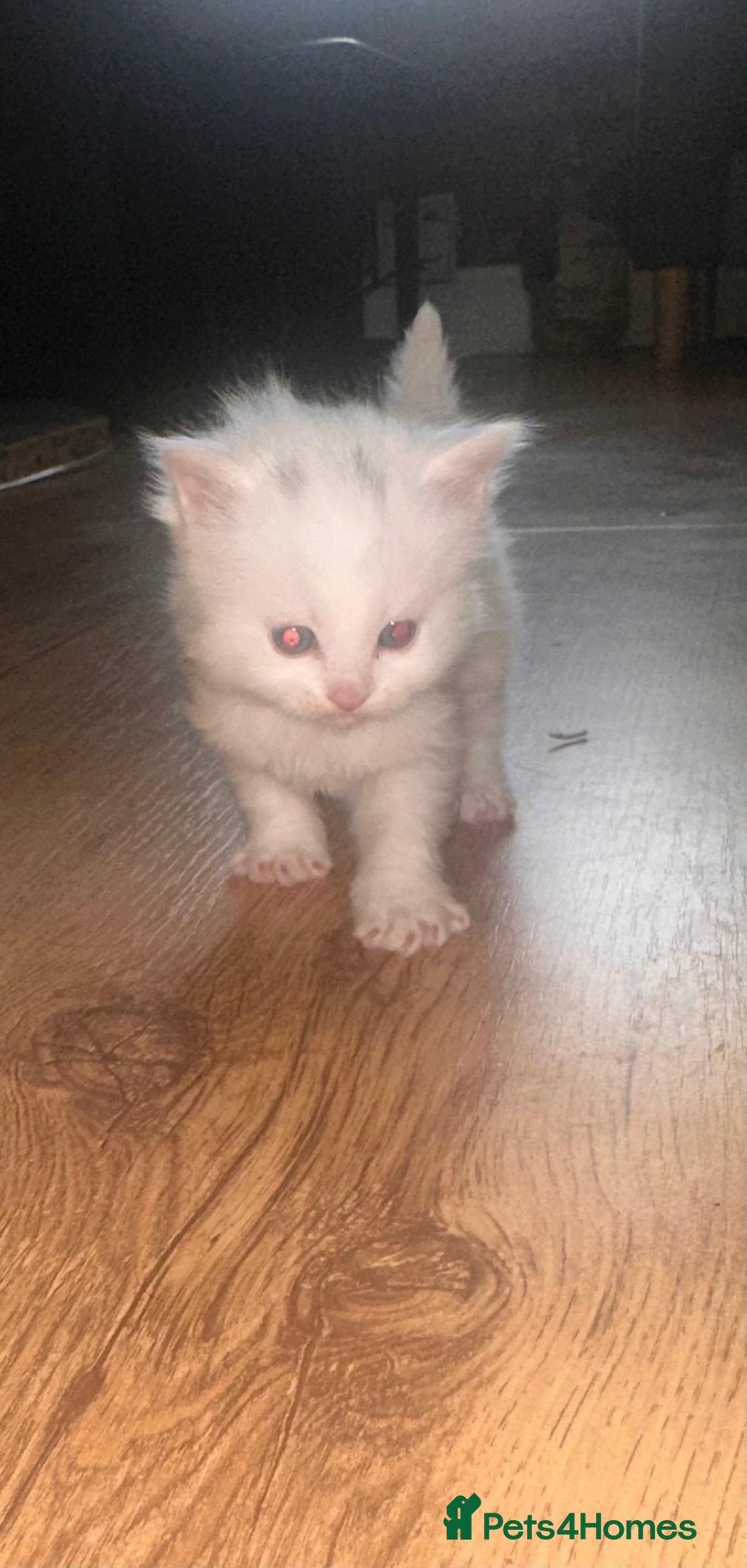 Mixed Breed cats for sale: Maine Coon Kittens - Advert 5