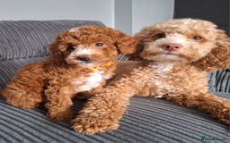 Cockapoo dogs for sale: Toy cockapoo puppies - Image 8