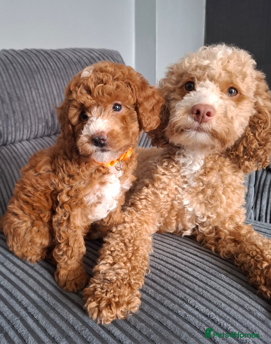 Cockapoo dogs for sale: Toy cockapoo puppies - Image 8