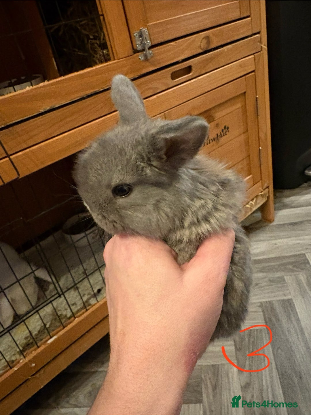 Mini Lop rabbits for sale: mini lops  - Advert 6