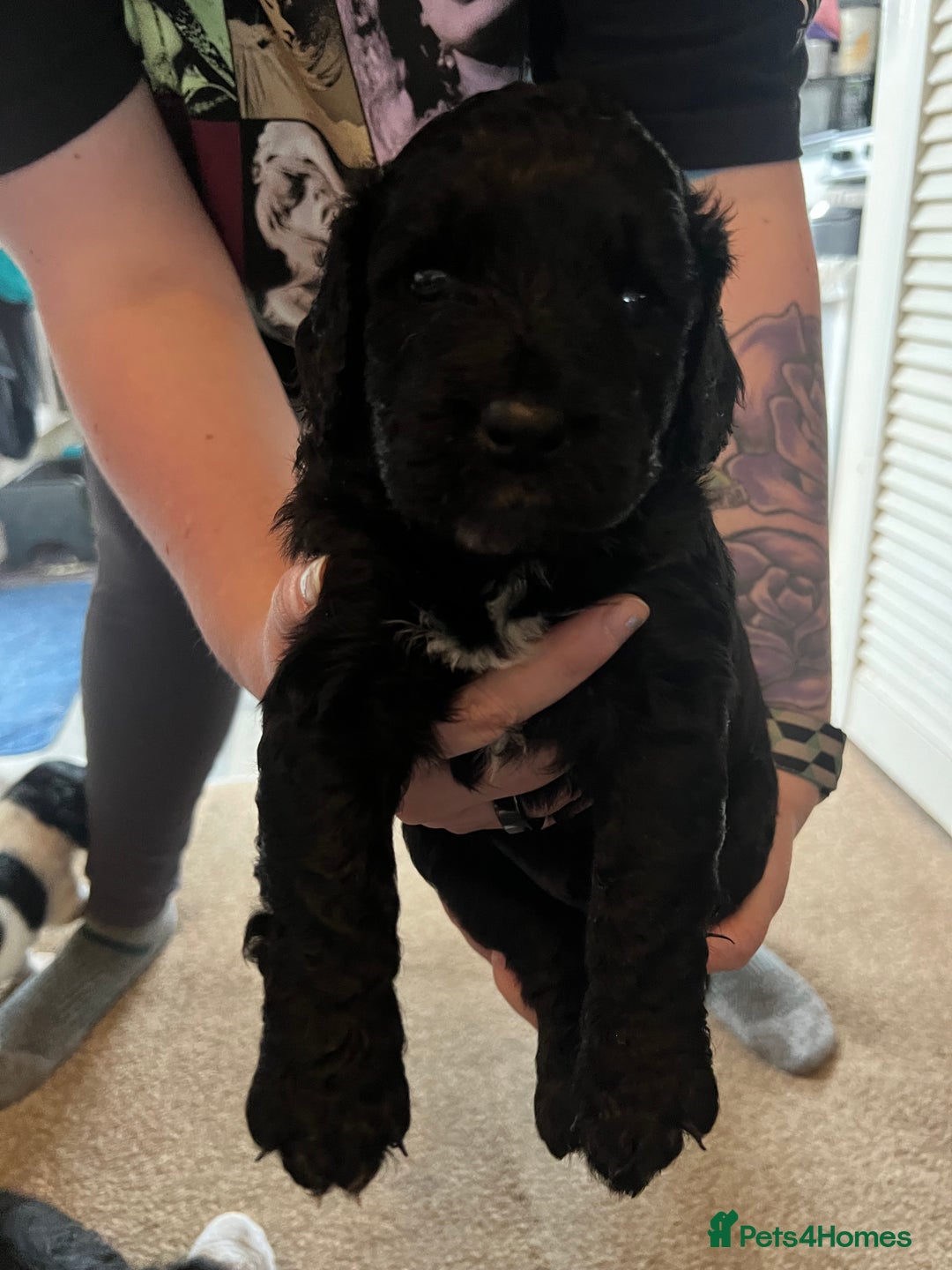 Mixed Breed dogs for sale: Spaniel Puppies For Sale - Advert 11