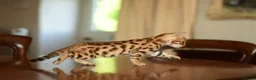 Bengal cats for sale: Registered pedigree bengal kittens - Advert 5
