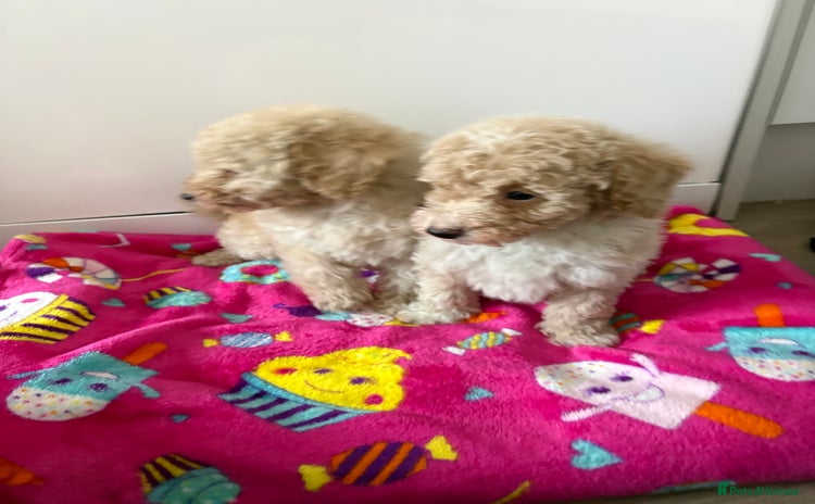 Poochon dogs Poochon puppies  - Advert 1